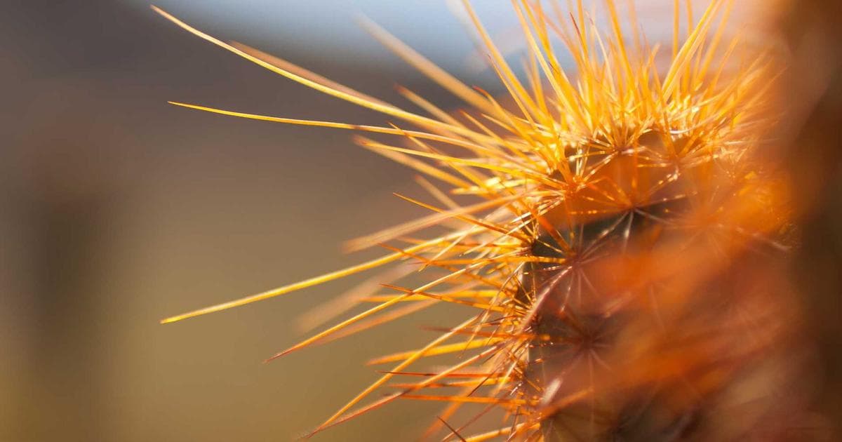 Fortschritte in der Cyber-Sicherheit durch KI im Firefox