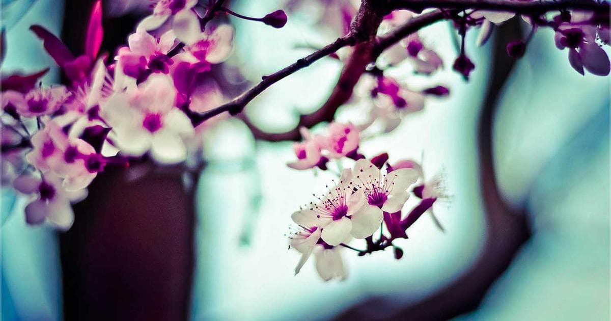 iPhone SE 3: Klassisches Design trifft moderne Technik