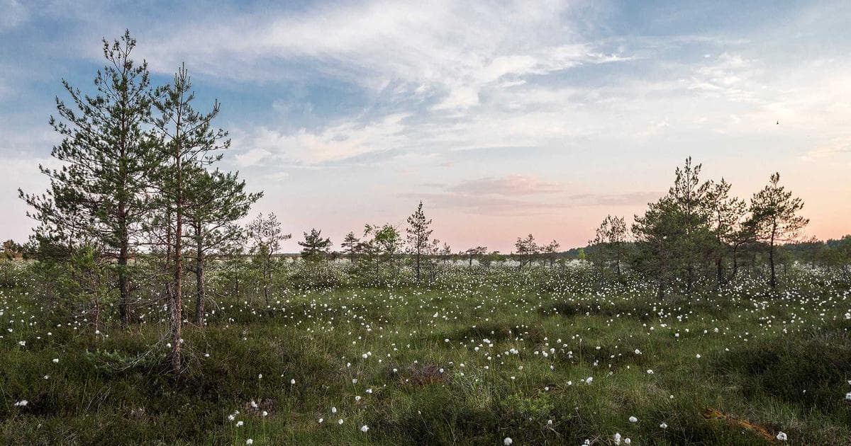 Die Rückkehr der physischen Medien in der Generation Z