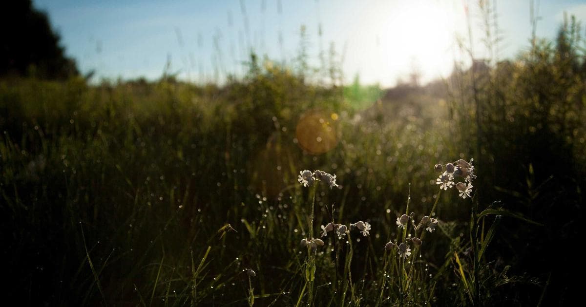 Die Revolution der Künstlichen Intelligenz in Unternehmen