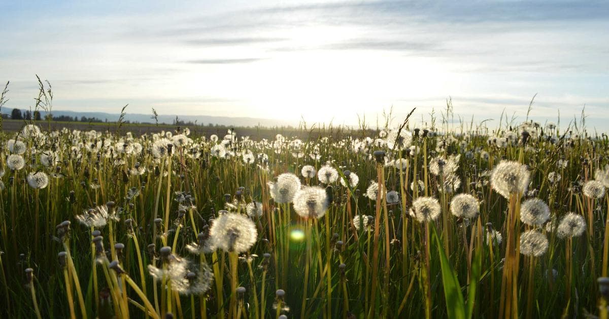 Integration von KI in die Softwareentwicklung