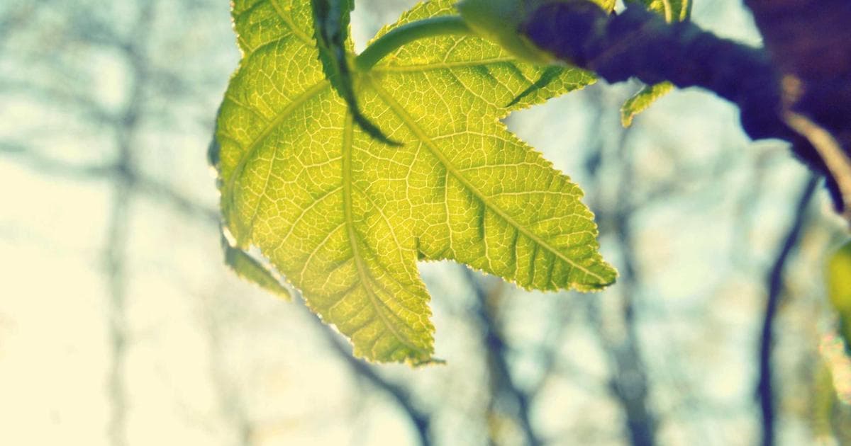 Aufstieg der Smart Home-Technologien in Deutschland