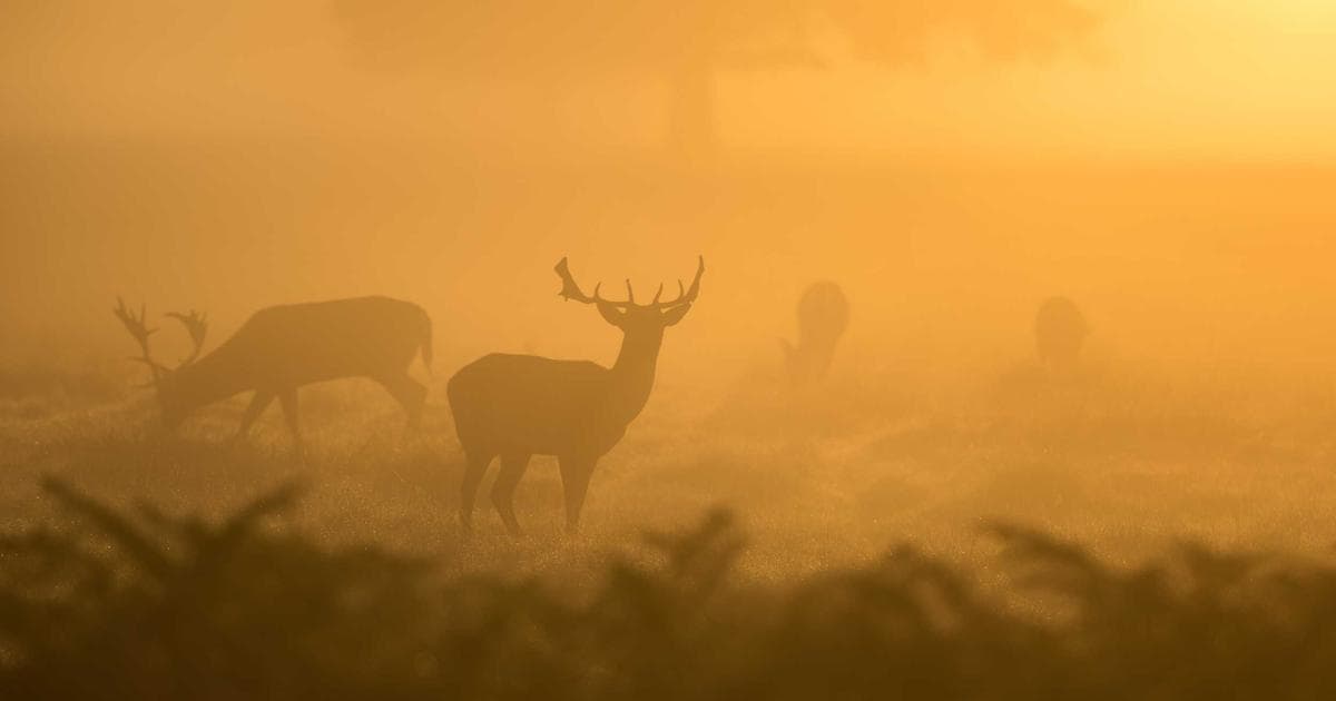 Herausforderungen der KI-gestützten Videoüberwachung