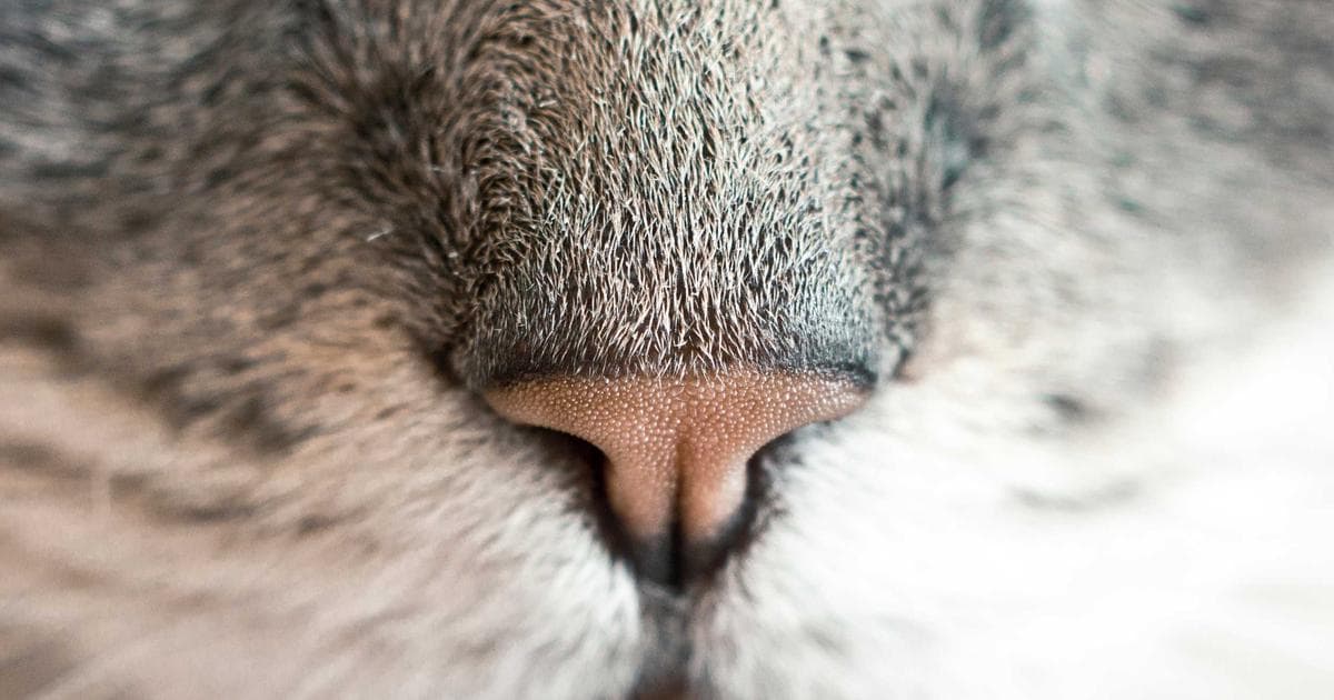 Alarmierende Cyberbedrohungslage in Deutschland