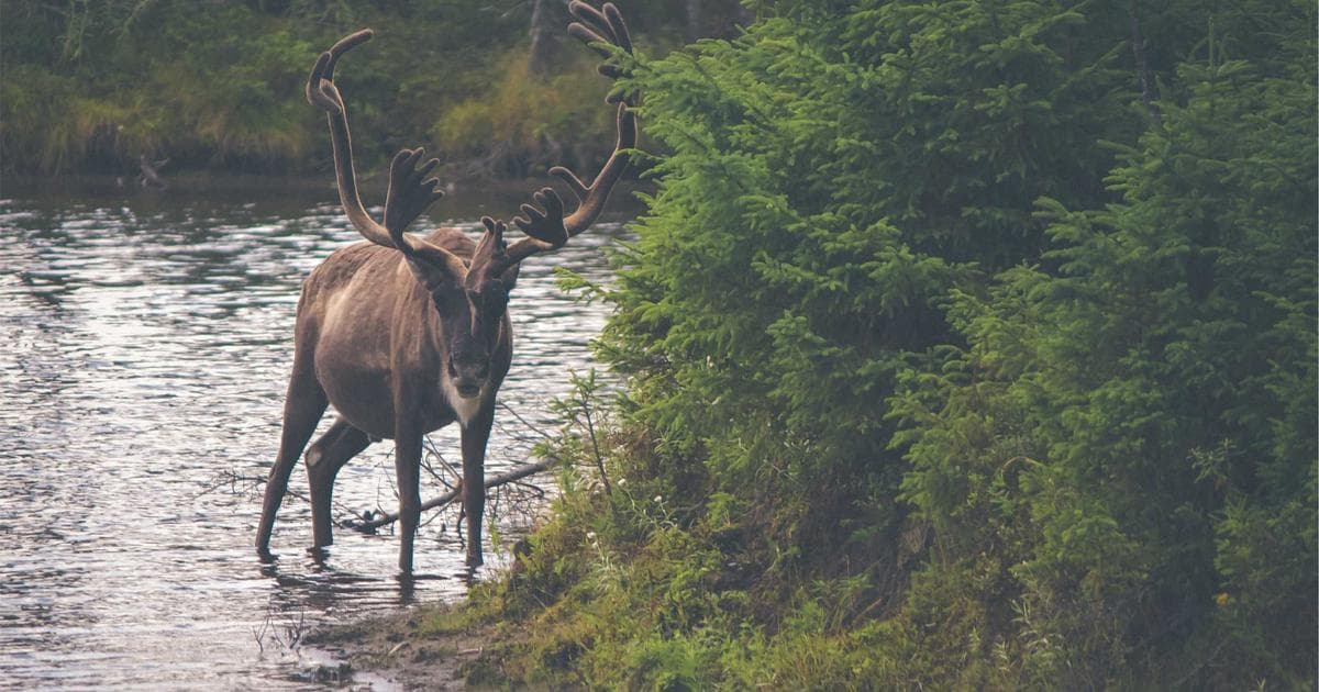 Die Beziehung zwischen Künstlicher Intelligenz und Menschheit