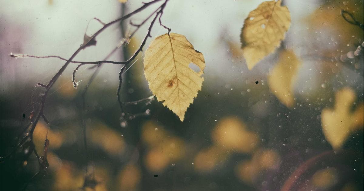 Borderlands 4: Hohe Systemanforderungen für Gamer