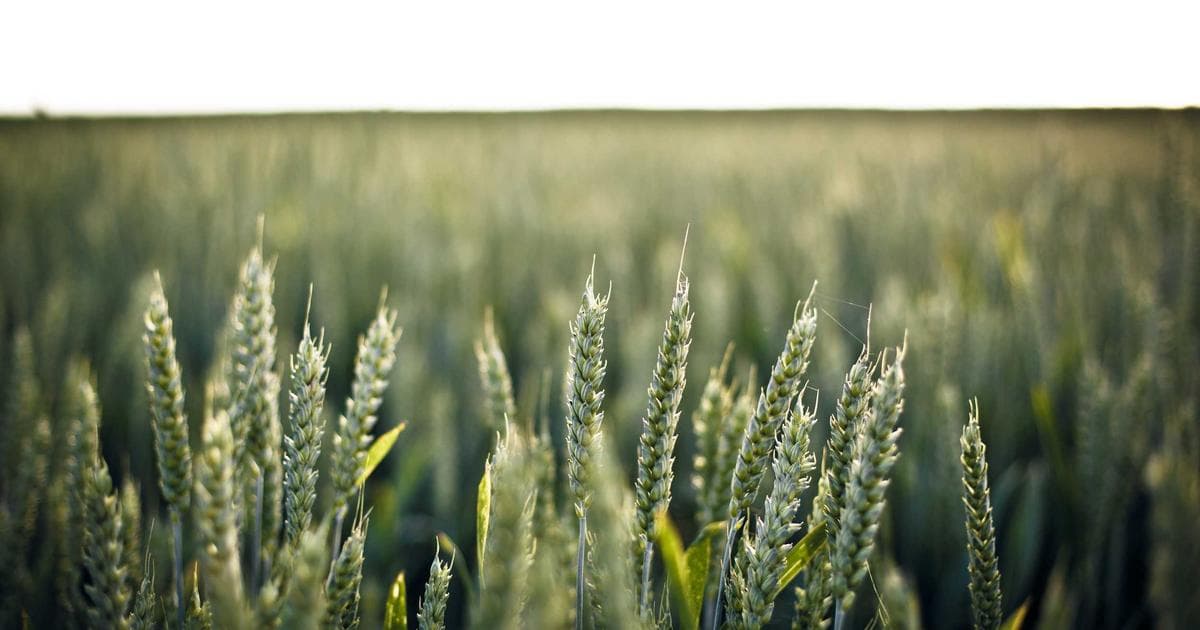 Die Rolle von KI in der Cybersecurity bis 2026