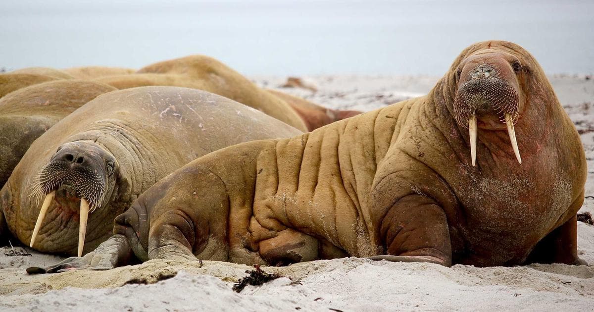 Wende in der globalen Technologielandschaft: KI und geopolitische Spannungen