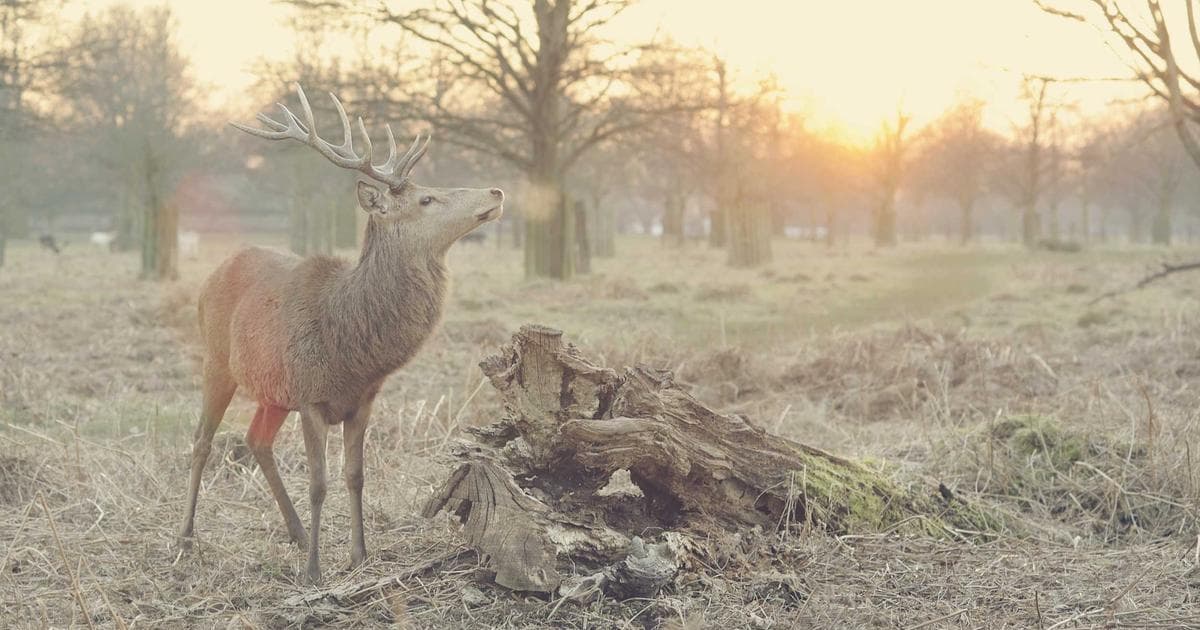 Die Diskrepanz zwischen KI-Fortschritt und Realität