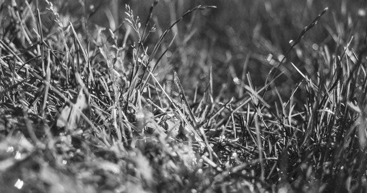 Xiaomi: Fusion von Innovation und Ingenieurskunst im Smartphone-Markt