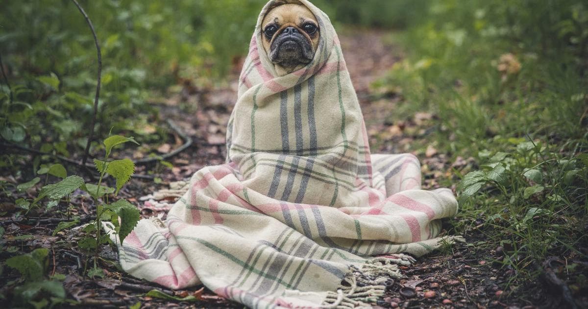 Die Zukunft der Künstlichen Intelligenz: Chancen und Herausforderungen